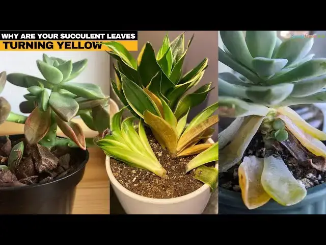 'Video thumbnail for Why Are Your Succulent Leaves Turning YELLOW'