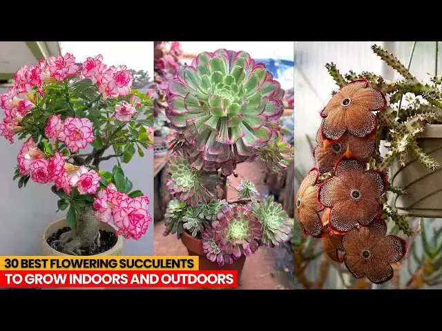 'Video thumbnail for 30 Best Flowering Succulents To Grow Indoors and Outdoors'