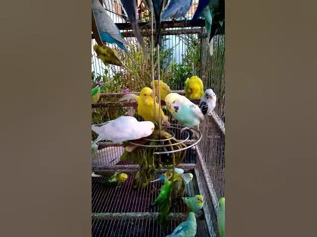 'Video thumbnail for This Amazon bird toy is SO COOL#birds#parrot #birdslover #budgis #lovebirds #budgiegar #cute #health'