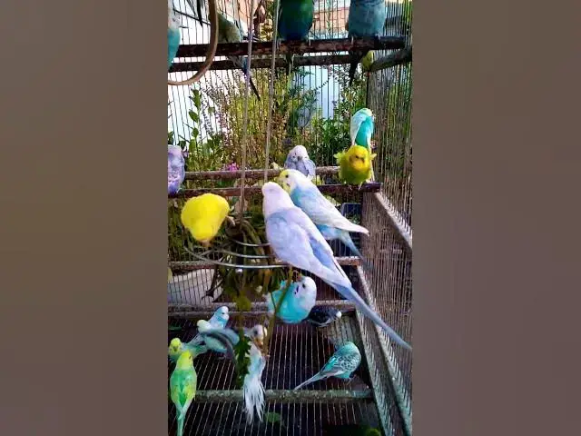 'Video thumbnail for This Amazon bird toy is SO COOL#birds#parrot #birdslover #budgis #lovebirds #budgiegar #cute #health'