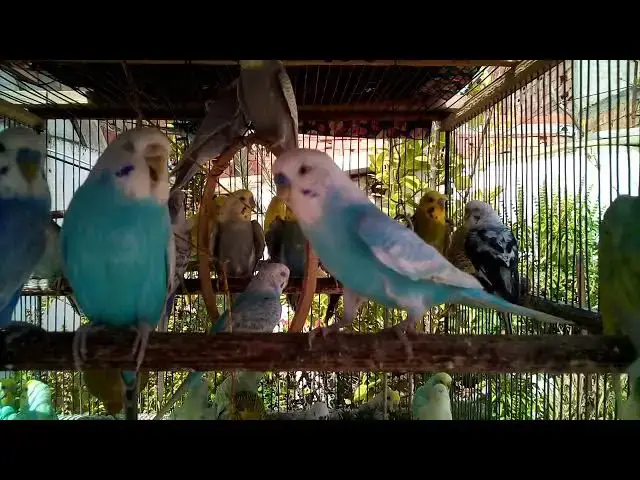 'Video thumbnail for 🧘 Relax Your Mind with Budgie Meditation Vibes'