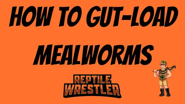 'Video thumbnail for How to Gut Load Mealworms?'