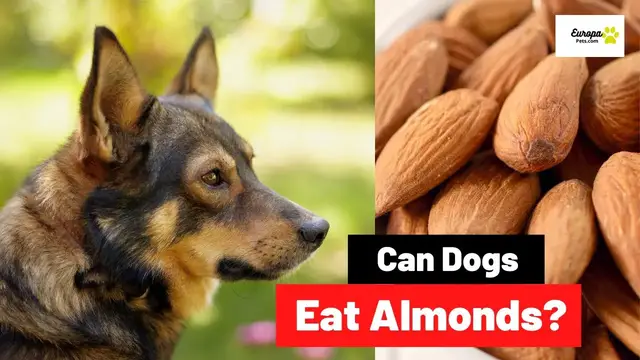 'Video thumbnail for Can Dogs Eat Almonds? Are Almonds Bad for Dogs?'