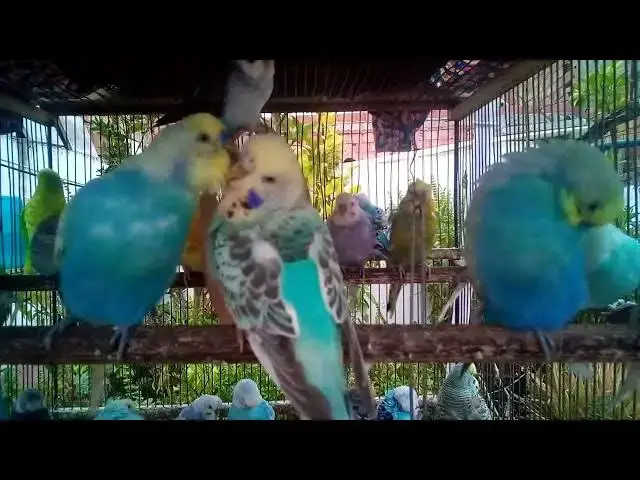 'Video thumbnail for The Beauty of Budgie Mutations You Didn’t Know Existed 😮💙'