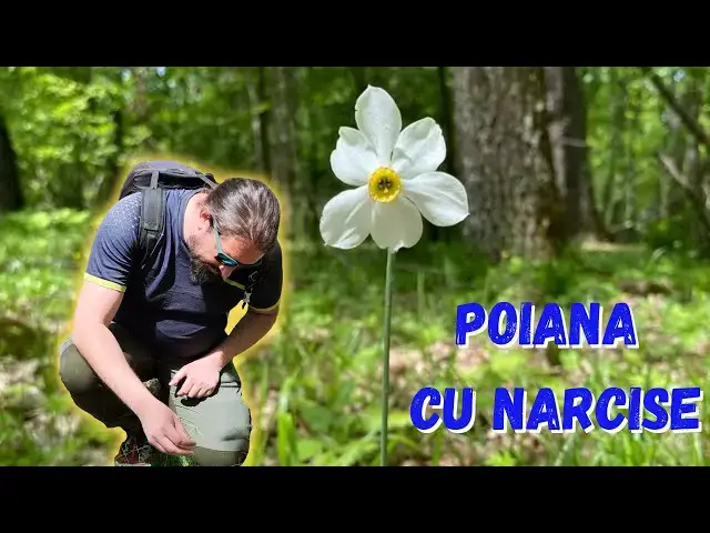 'Video thumbnail for Am vizitat celebra Poiană cu Narcise. Cum a fost la Festivalul Narciselor din Șercaia.'
