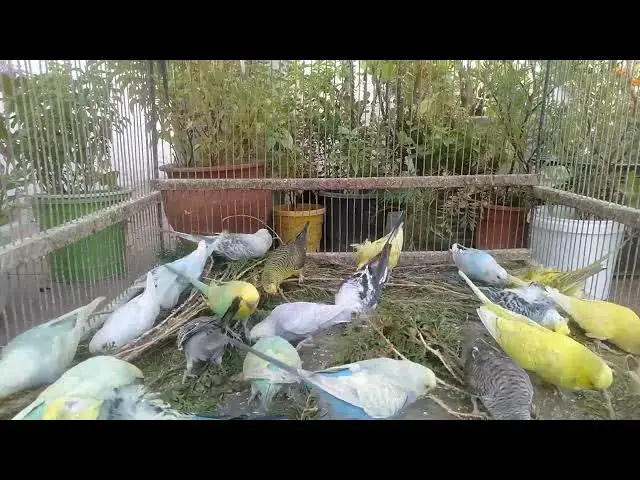 'Video thumbnail for 🔥 Insanely Rare Budgie Mutations You’ve Never Seen'