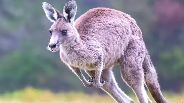 'Video thumbnail for Giant Kangaroos Had A Depressing Extinction'
