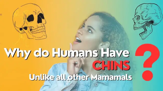 'Video thumbnail for Humans Chin: Adaptation or relic?'