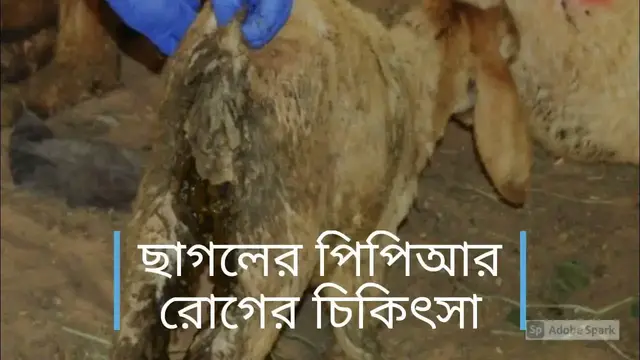 'Video thumbnail for ছাগলের পিপিআর রোগের চিকিৎসা পদ্ধতি / Goat PPR'