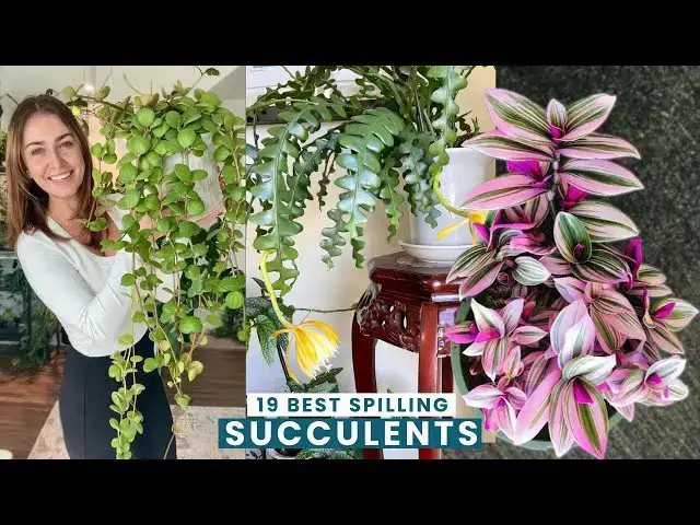 'Video thumbnail for 19 Best Spilling Succulent'