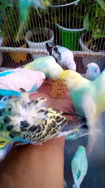 'Video thumbnail for Cute Budgies Singing 'Not Like Us' & 'Die With A Smile' Poppy Playtime Chapter 4 ASMR #Shorts #ASMR'