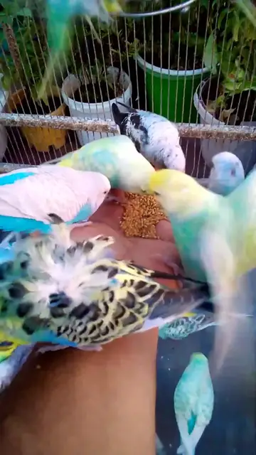 'Video thumbnail for Cute Budgies Singing 'Not Like Us' & 'Die With A Smile' Poppy Playtime Chapter 4 ASMR #Shorts #ASMR'