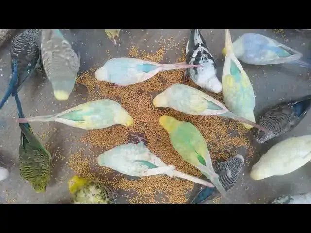 'Video thumbnail for Zen Mode Activated – Just a Bird & the Sound of Silence'