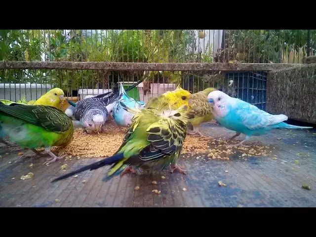 'Video thumbnail for Relax & Watch the Most Colorful Budgies in the World 🎨✨'