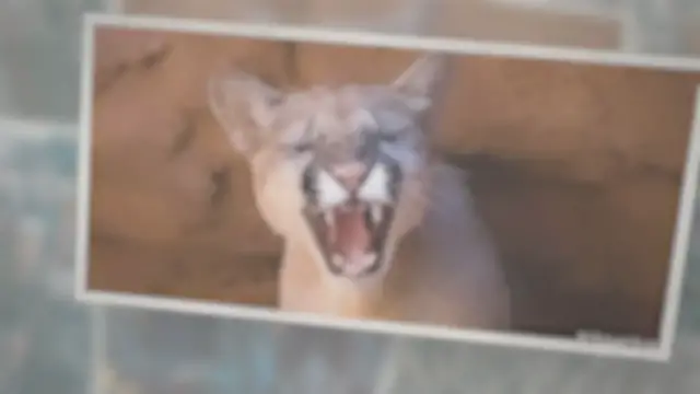 'Video thumbnail for Arizona Wildlife'