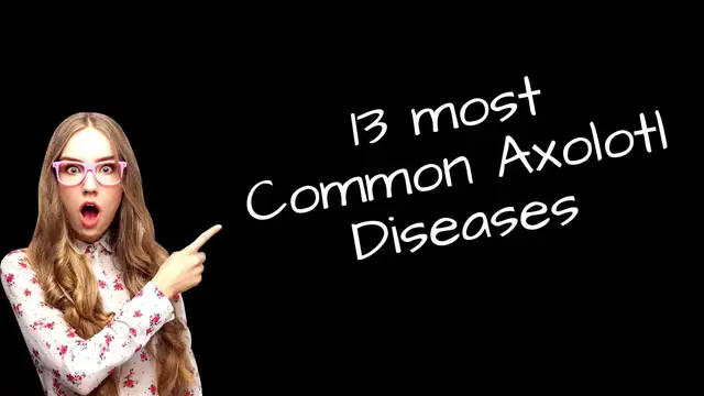 'Video thumbnail for  13 most Common Axolotl diseases'