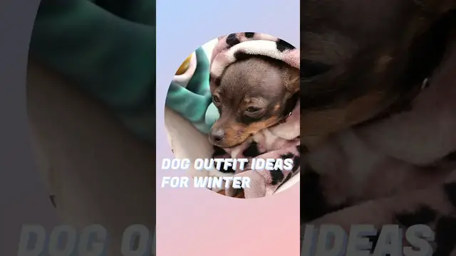 'Video thumbnail for Dog Outfit Ideas for Winter #shorts'