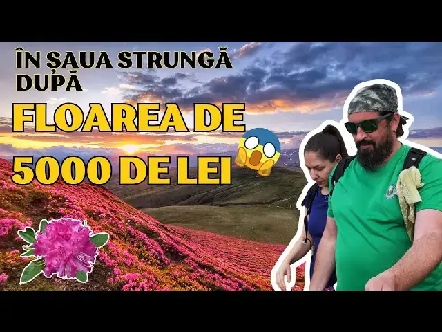 'Video thumbnail for În Șaua Strungă după Rhododendron, floarea de 5000 de lei.'