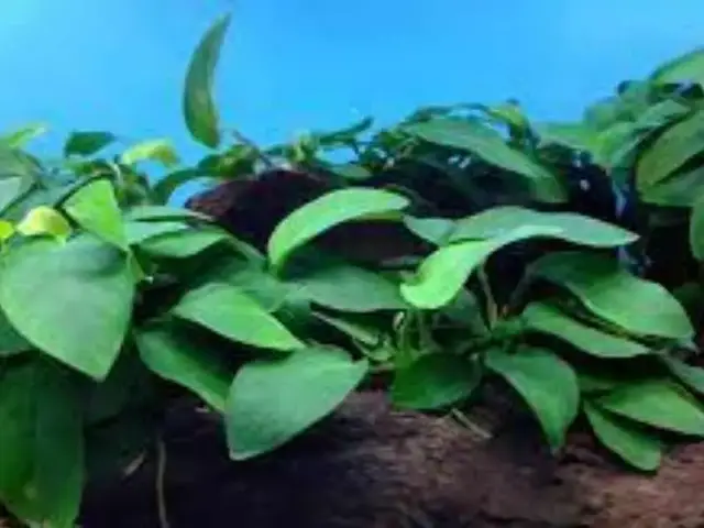 'Video thumbnail for Some Aquarium plants that don`t need CO2'