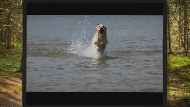 'Video thumbnail for Why Golden Retrievers (& Other Dogs) Eat Grass'