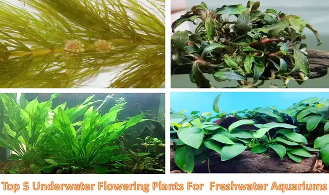'Video thumbnail for Best Underwater plants For aquariums'