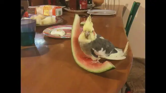 'Video thumbnail for Cockatiel eating watermelon'