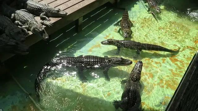 'Video thumbnail for Feeding Baby Alligators in Orlando FL'