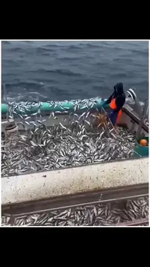 'Video thumbnail for How to explore fish from the deep sea '