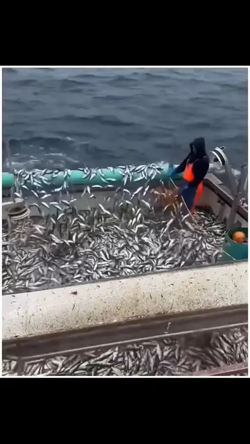 'Video thumbnail for How to explore fish from the deep sea '