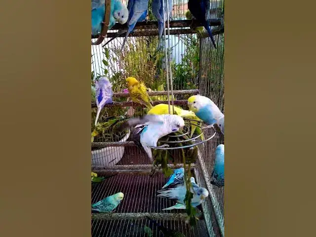 'Video thumbnail for This Amazon bird toy is SO COOL#birds#parrot #birdslover #budgis #lovebirds #budgiegar #cute #health'