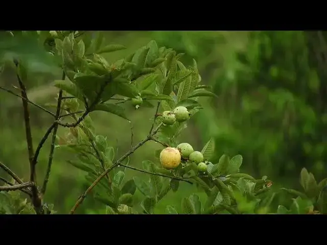 'Video thumbnail for পেয়ারা খাওয়ার ৫ টি স্বাস্থ্যকারী উপকারিতা'