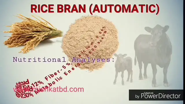 'Video thumbnail for Nutritional analysis of 15 most using animal feed ingredients in Bangladesh.'