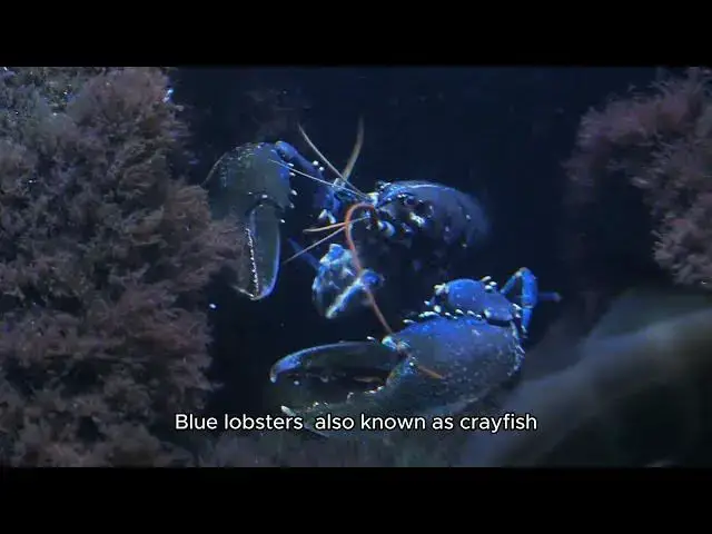 'Video thumbnail for How to Set Up a Blue Lobster Tank'