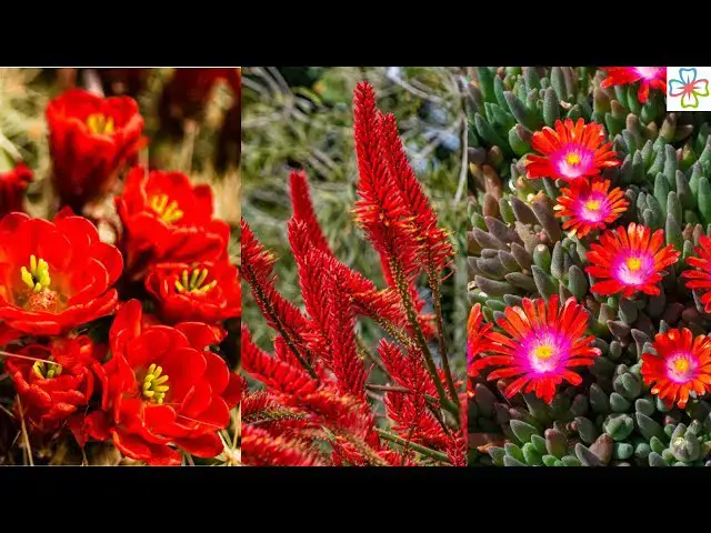 'Video thumbnail for 14 Stunning Succulents with Red Flowers'