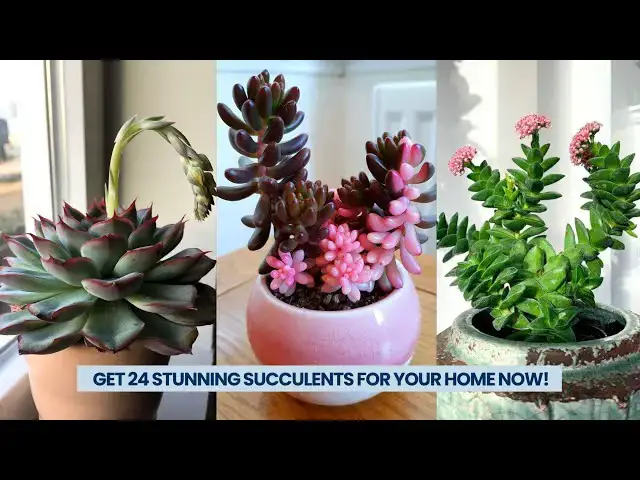 'Video thumbnail for Get 24 Beautiful Stunning Succulents for Your Home Now!'