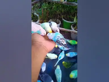 'Video thumbnail for Cute Budgies Singing 'Not Like Us' & 'Die With A Smile' Poppy Playtime Chapter 4 ASMR #Shorts #ASMR'