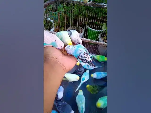 'Video thumbnail for Cute Budgies Singing 'Not Like Us' & 'Die With A Smile' Poppy Playtime Chapter 4 ASMR #Shorts #ASMR'