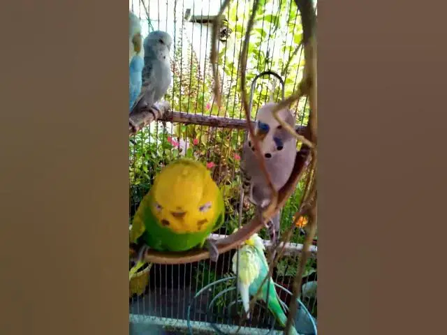 'Video thumbnail for Soaring Profits High Income Bird Businesses with Instant Short Term Gains#birds#parrot #birdslover #'