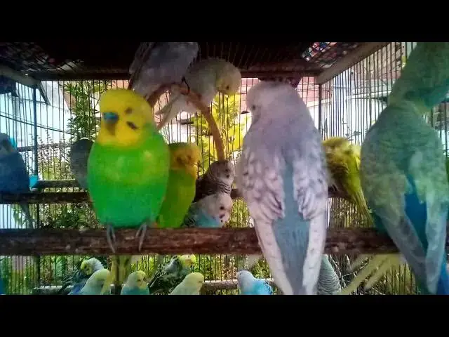 'Video thumbnail for 181Seconds of Budgie Joy That’ll Lift Your Spirits Instantly ☀️'