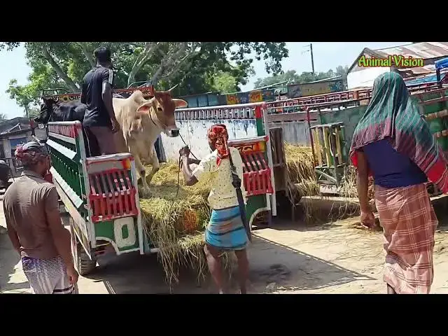 'Video thumbnail for Cow Unloading Video #cowunloading Ep 45 Village Media'