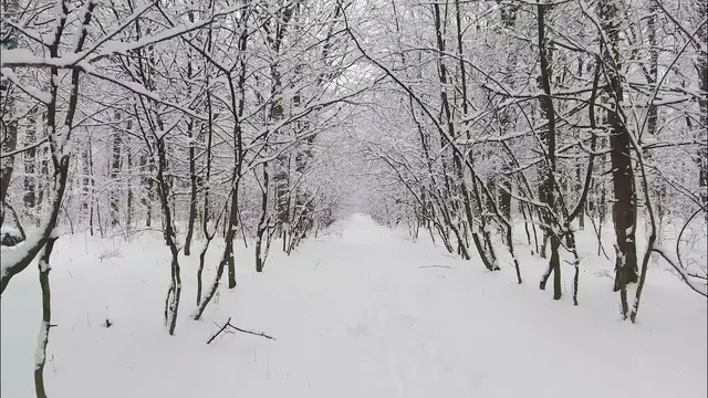 'Video thumbnail for The World's Most Magical Snow | beautiful snowfall scenery | Most beautiful Snowfall Videos'