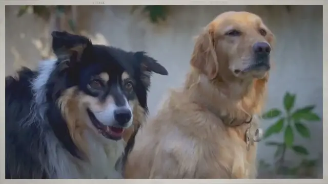 'Video thumbnail for The Best Age To Spay or Neuter a Golden Retriever (Explained)'