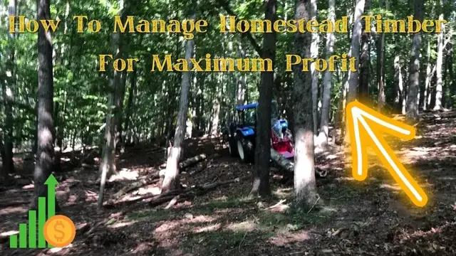 'Video thumbnail for Homestead Timber Management Part 1'