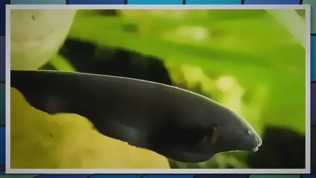 'Video thumbnail for Black Ghost Knifefish Care Guide: All You Need To Know'