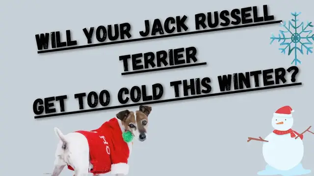 'Video thumbnail for Do Jack Russell Terriers Get Cold? + What To Do!'