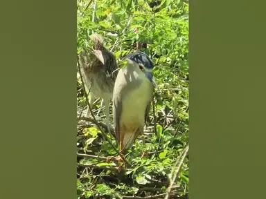 'Video thumbnail for all baby birds sound at fields 1 5'