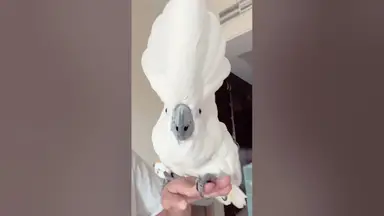 'Video thumbnail for Crazy cockatoo singing'