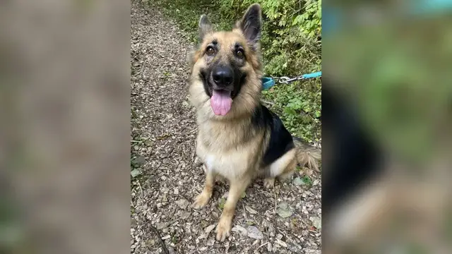 'Video thumbnail for Pet of the Week 10/07/22'