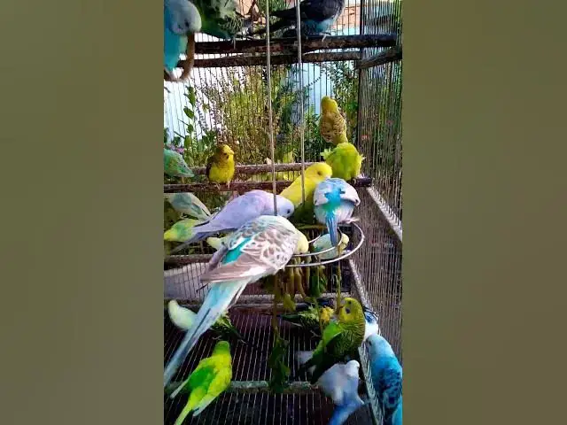 'Video thumbnail for This Amazon bird toy is SO COOL#birds#parrot #birdslover #budgis #lovebirds #budgiegar #cute #health'