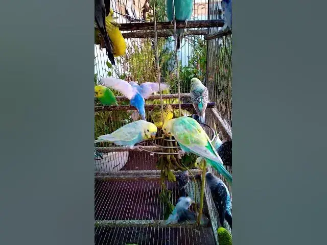 'Video thumbnail for This Amazon bird toy is SO COOL#birds#parrot #birdslover #budgis #lovebirds #budgiegar #cute #health'